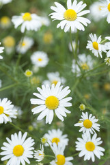 Macro Chamomile Flowers.