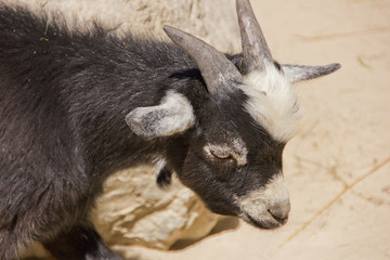 Young domestic goat looking at something