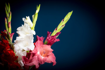 flowering gladioli
