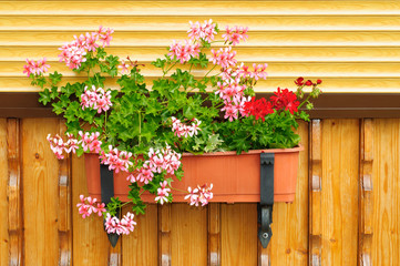 Fototapeta na wymiar Flowers in a flowerpot.