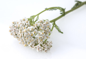 Schafgarbe, Achillea, millefolium, © Ruckszio