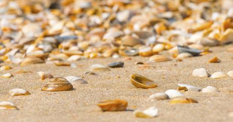Shells on a beach  in summer