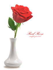 Red rose in vase