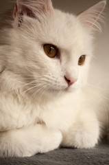 Naklejka na ściany i meble Closeup of white Persian cat