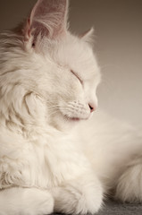 Adorable white Persian cat asleep
