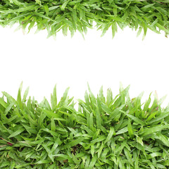 Grass frame on white background