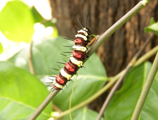 Caterpillar on a branch