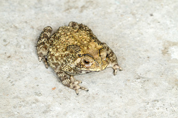 toad