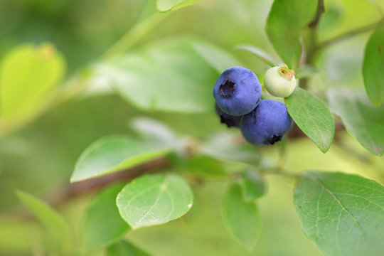 Blueberries on branch with leaves on green background