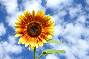 Kolorowy piękny słonecznik na tle nieba. - obrazy, fototapety, plakaty