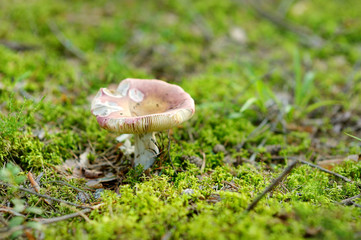 A mushroom growing in a woods