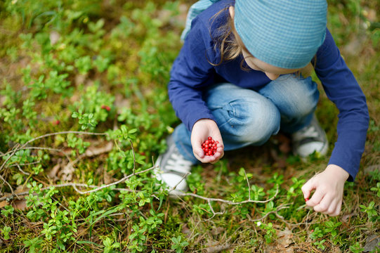 Adorable girl picking foxberries in the forest