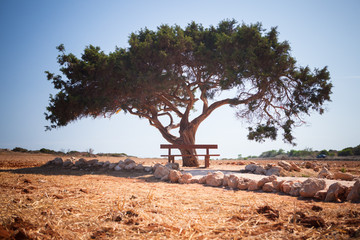 Naklejka premium lonely tree