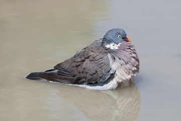 Wood Pigeon palumbus taking a bath in a pond