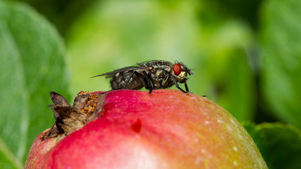 Fly on apple