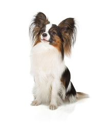 Papillon