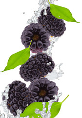 fresh blackberry in water splash