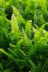 green fern as a background