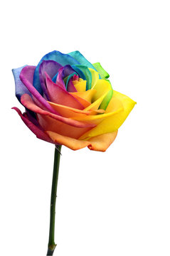 Close up of rainbow rose flower