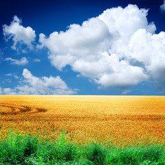 summer landscape with the sky