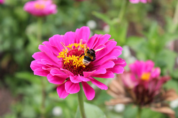 Obraz premium Bee with flower