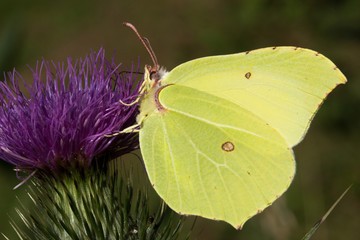 Common Brimstone