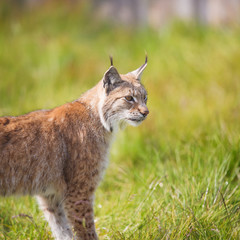 Naklejka na ściany i meble Lynx in the grass