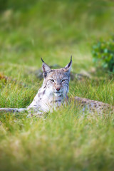 Proud lynx in the grass