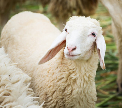 Sheep