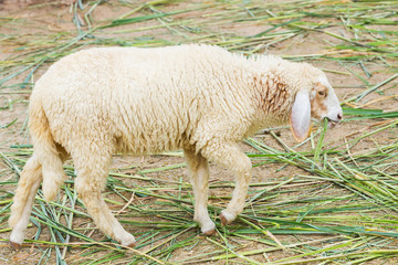 White sheep