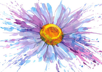 daisy flower - obrazy, fototapety, plakaty