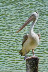 Spot-billed pelican (Pelecanus philippensis) stands on tree stum
