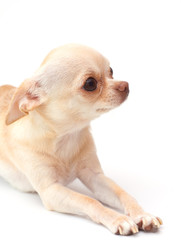Сhihuahua on white background