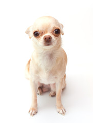 Сhihuahua on white background