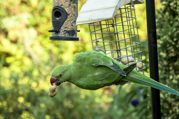 Parakeet 8