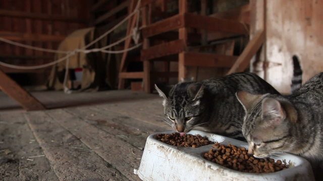 Barn Cats Feeding