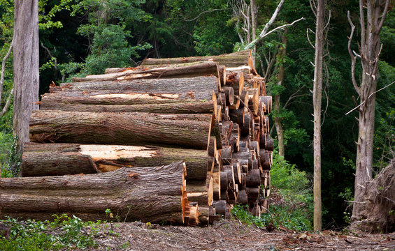Pile of raw pine wood logs