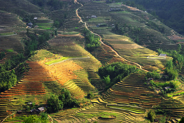 Sapa's rice fields - 55221912