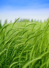 Organic green wheat close up