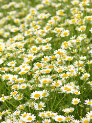 daisy flowers