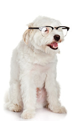 dog in glasses isolated on white background