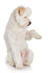 White dog on white background