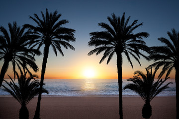 Fototapeta na wymiar Palm tree silhouettes