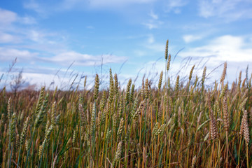 Ears of wheat against the sky