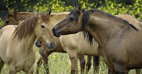 Wild Horses