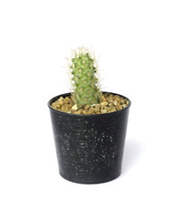 castus in a pot isolated on a white background