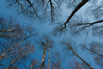 Trunks of birch trees and blue sky in Autumn