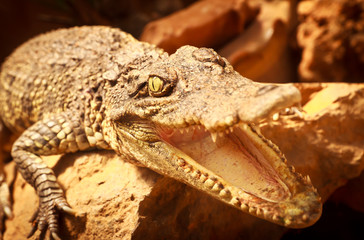 Fototapeta premium crocodile