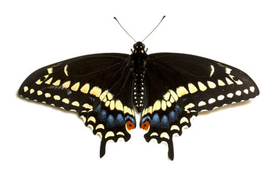 Female eastern black swallowtail butterfly (papilio polyxenes).
