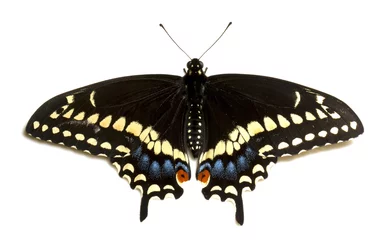Crédence de cuisine en verre imprimé Papillon Female eastern black swallowtail butterfly (papilio polyxenes).
